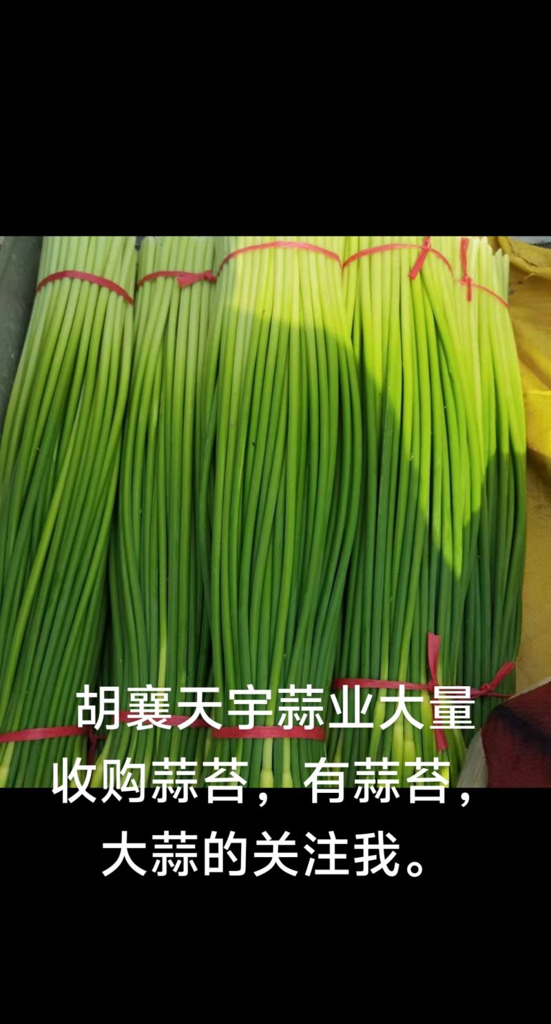 蒜苔量大掉价中，白帽红帽都有，不泡水干苔，诚信经营。