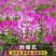 醉蝶花种子四季易种活阳台绿植盆栽庭院花卉种子花种子醉蝶花