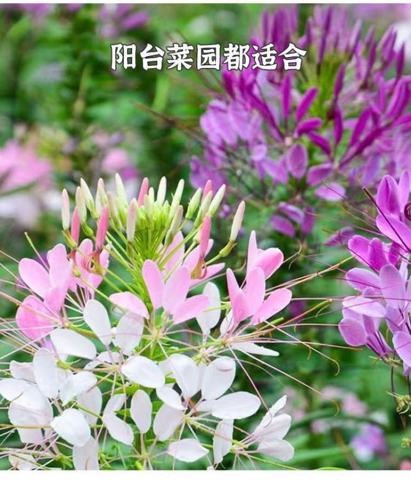 醉蝶花种子四季易种活阳台绿植盆栽庭院花卉种子花种子醉蝶花