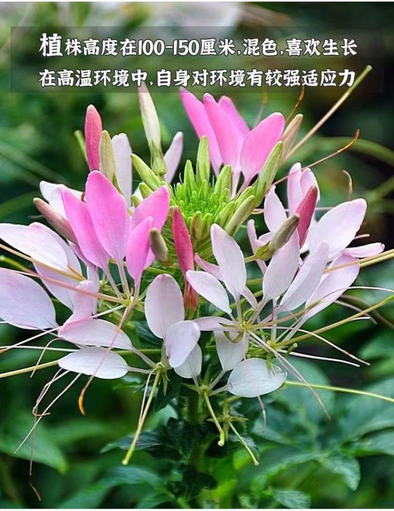 醉蝶花种子四季易种活阳台绿植盆栽庭院花卉种子花种子醉蝶花