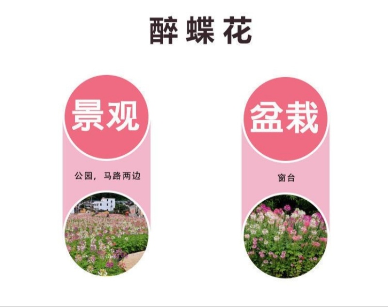 醉蝶花种子四季易种活阳台绿植盆栽庭院花卉种子花种子醉蝶花