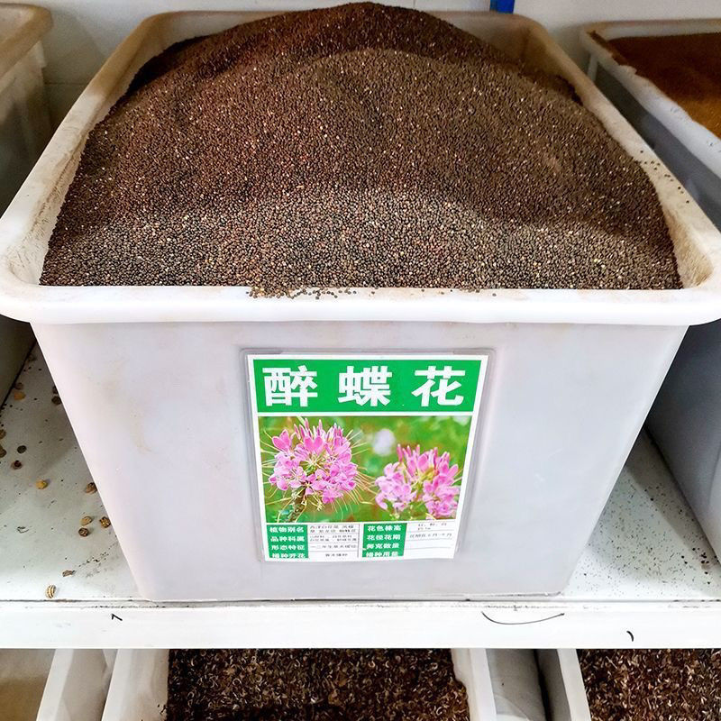 醉蝶花种子四季易种活阳台绿植盆栽庭院花卉种子花种子醉蝶花