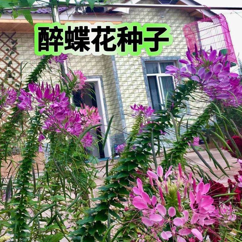 醉蝶花种子四季易种活阳台绿植盆栽庭院花卉种子花种子醉蝶花