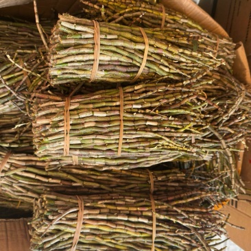 石斛鲜条