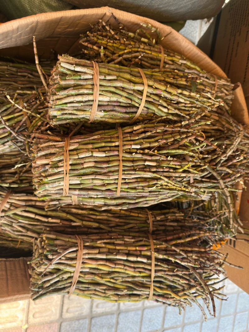 石斛鲜条
