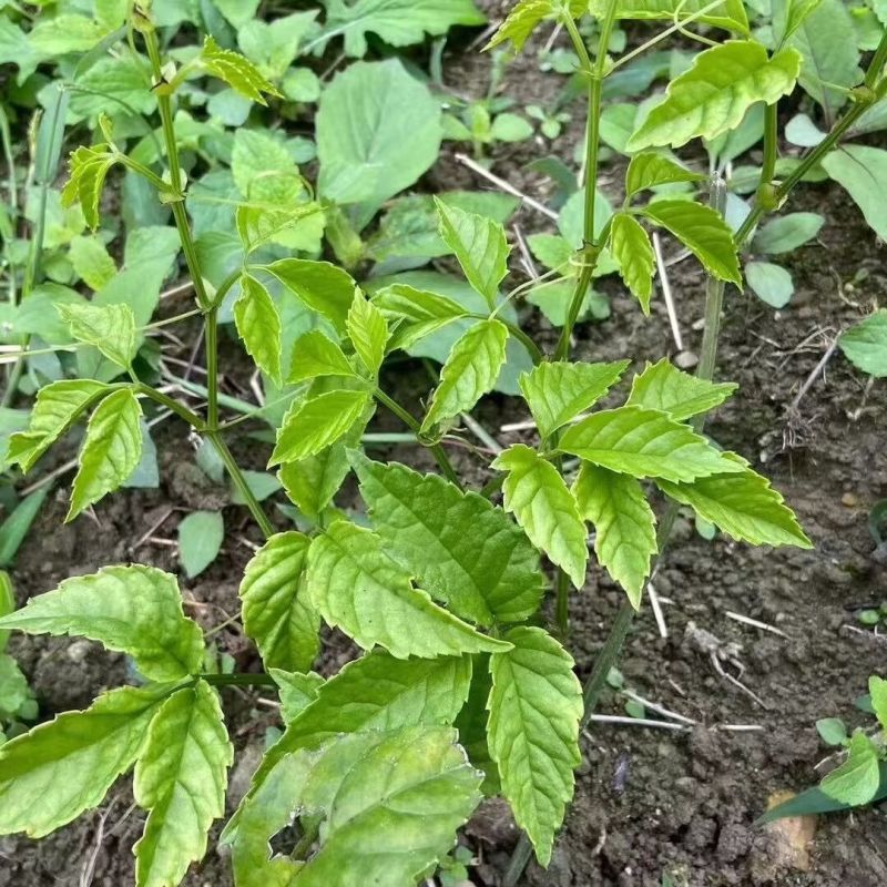 三叶青种苗带根苗金线吊葫芦苗浙江紫藤绿植品种