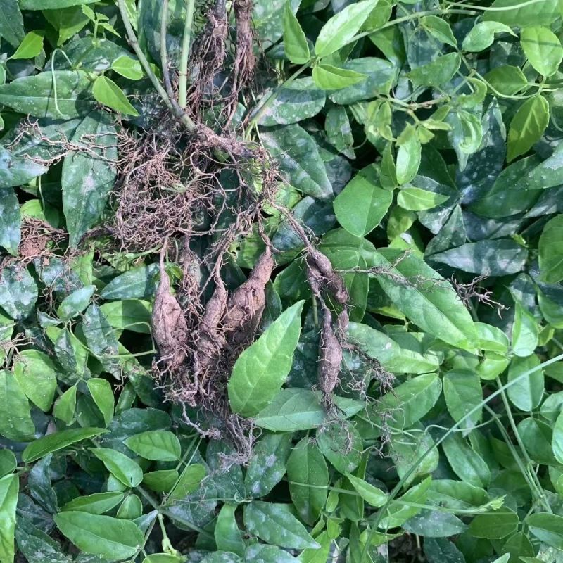 三叶青种苗带根苗金线吊葫芦苗浙江紫藤绿植品种