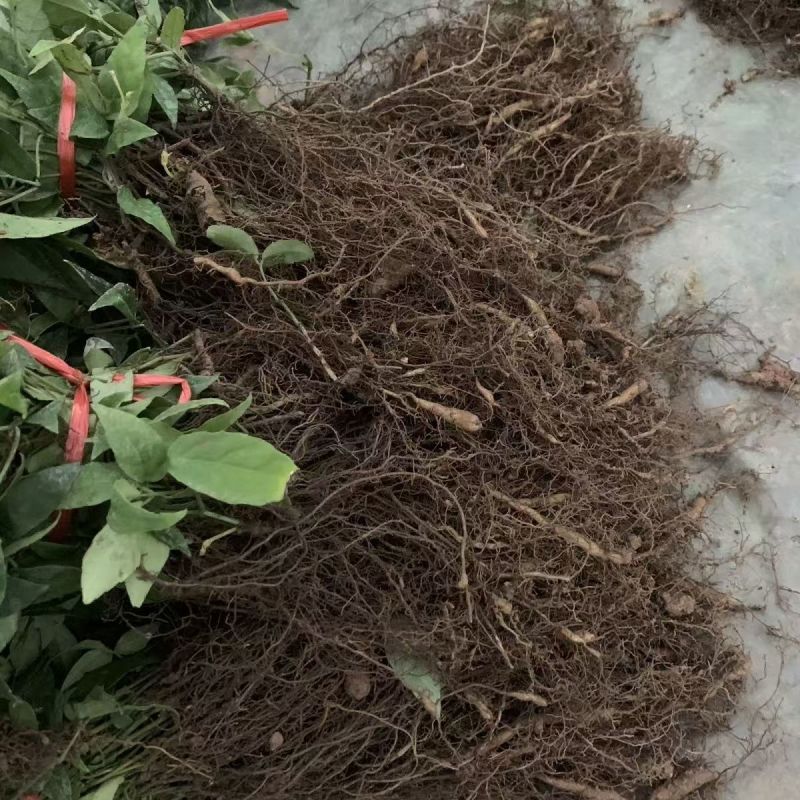 三叶青种苗带根苗金线吊葫芦苗浙江紫藤绿植品种