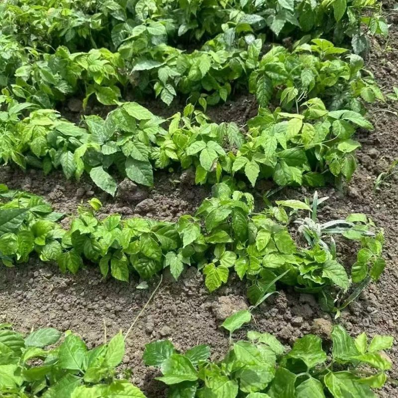 三叶青种苗带根苗金线吊葫芦苗浙江紫藤绿植品种