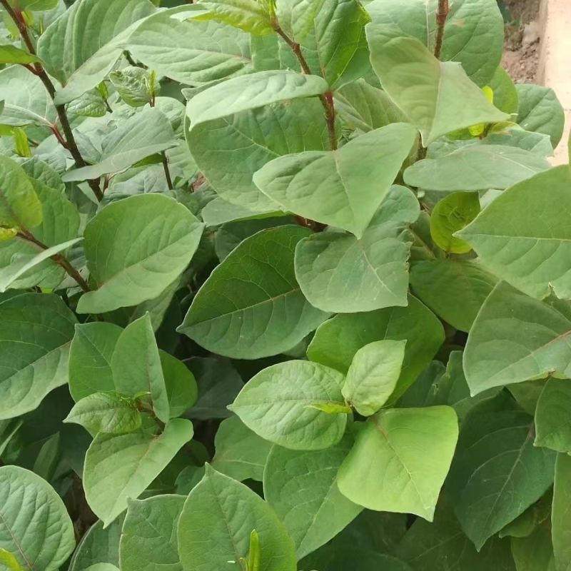 虎杖种苗花斑竹酸筒杆酸汤梗斑杖根黄地榆苗地筋龙