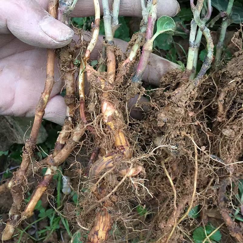 虎杖种苗花斑竹酸筒杆酸汤梗斑杖根黄地榆苗地筋龙