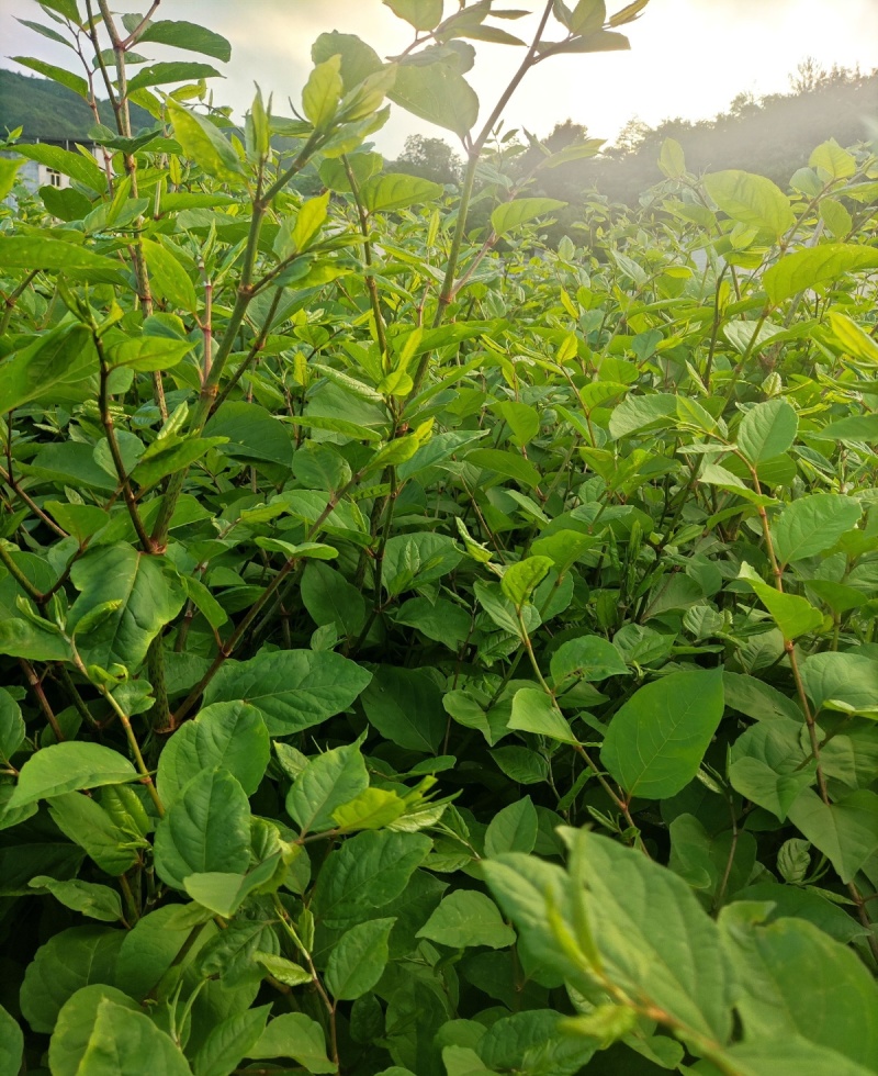 虎杖种苗花斑竹酸筒杆酸汤梗斑杖根黄地榆苗地筋龙