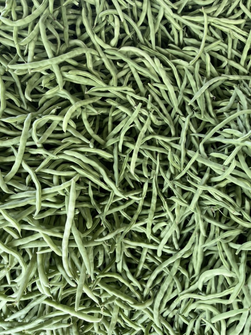 广西合浦精品四季豆，货源充足，产地代发，一手货源