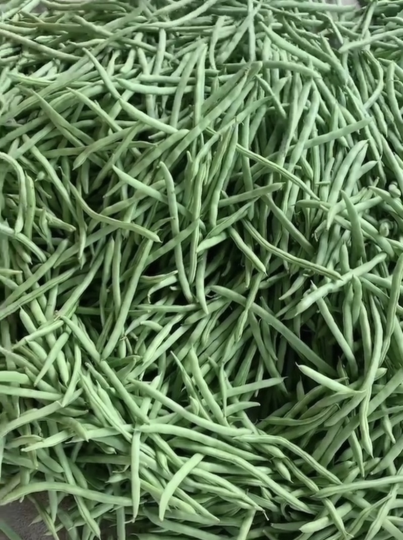 广西合浦精品四季豆，货源充足，产地代发，一手货源