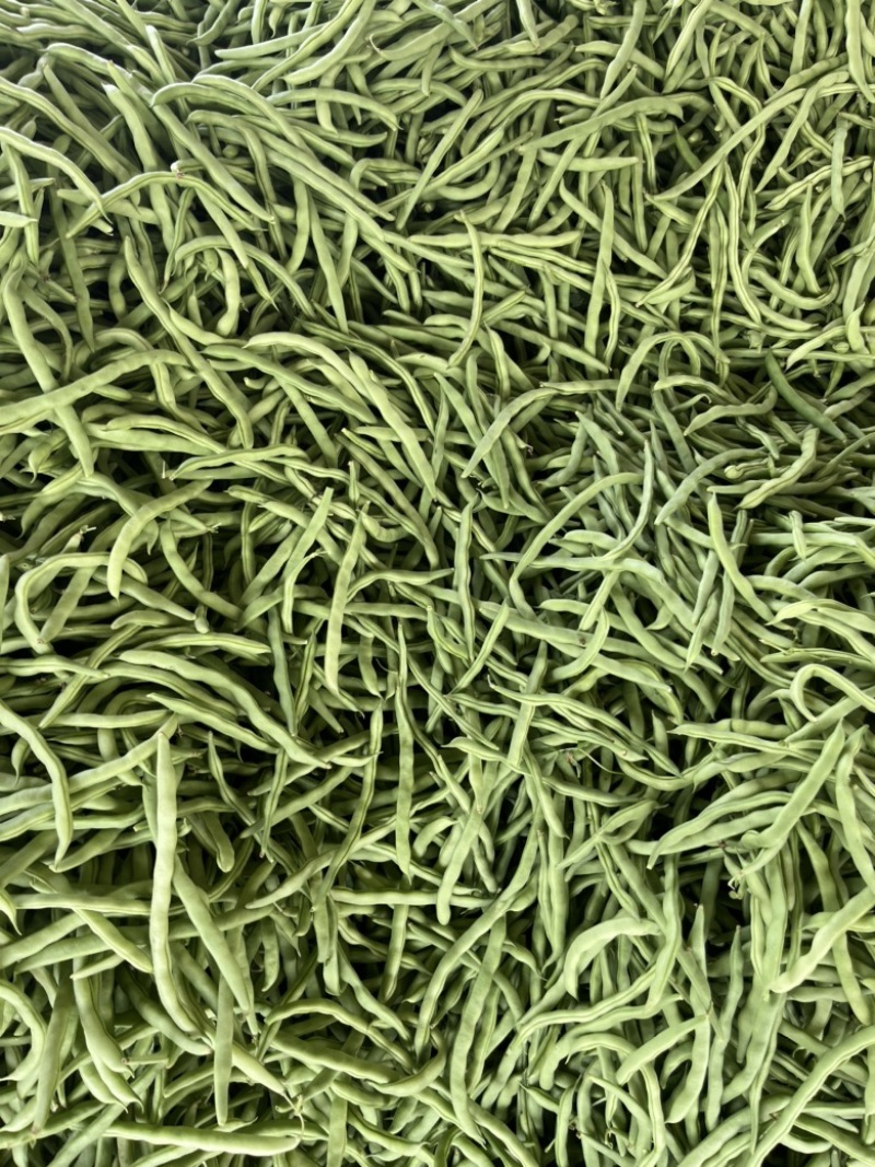 广西合浦精品四季豆，货源充足，产地代发，一手货源