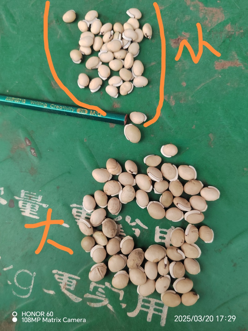 白扁豆，云南小颗粒白扁豆，药豆，药厂标准，质量好