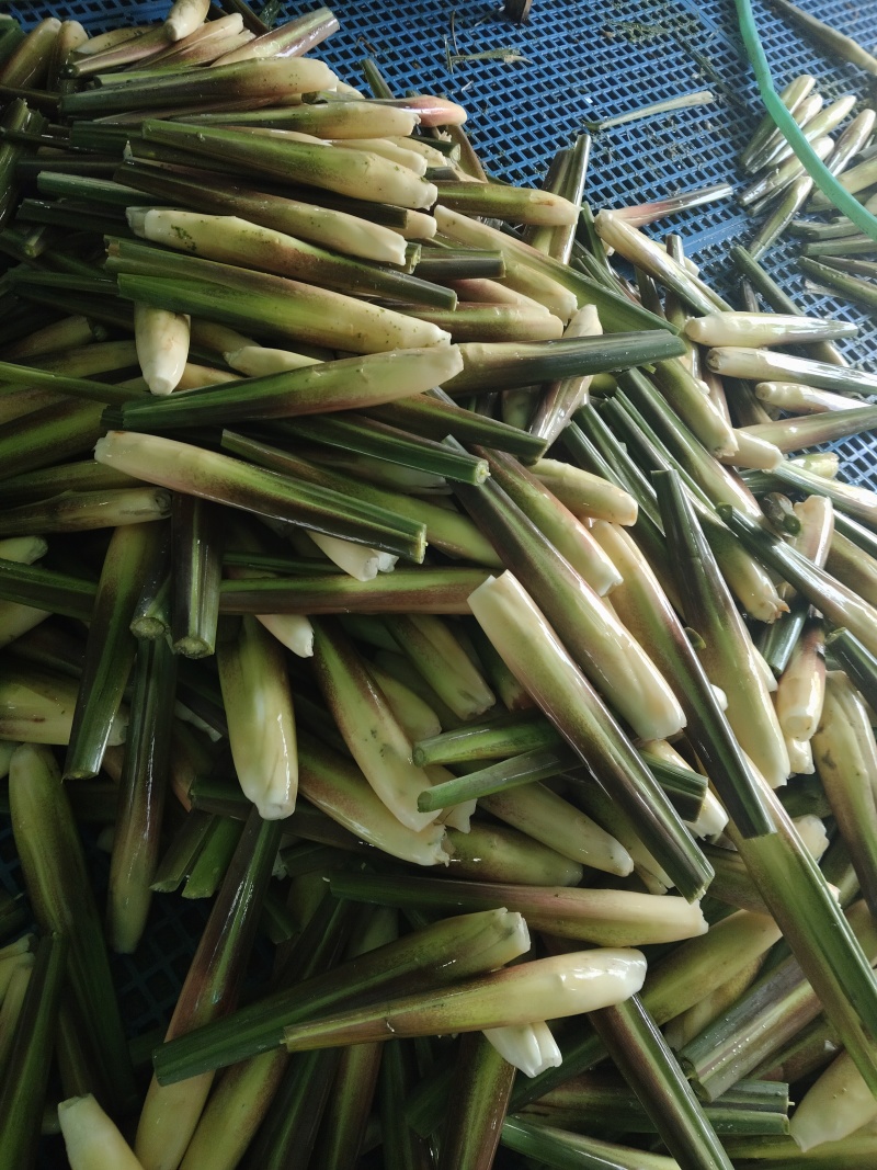 茭白新鲜上市