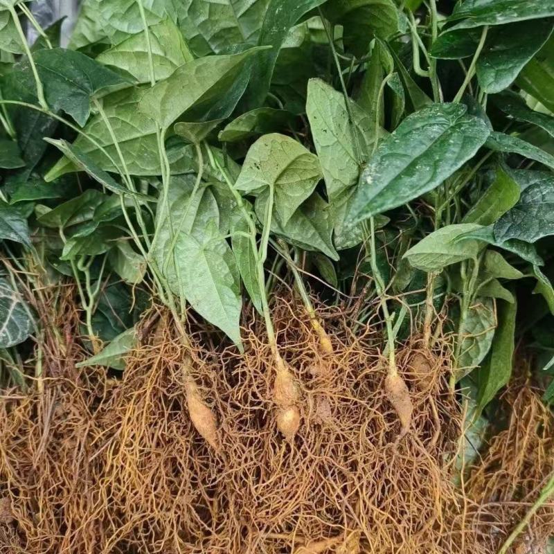 金果榄苗地苦胆苗特色绿植金果榄种植盆栽改良品种金果榄绿植
