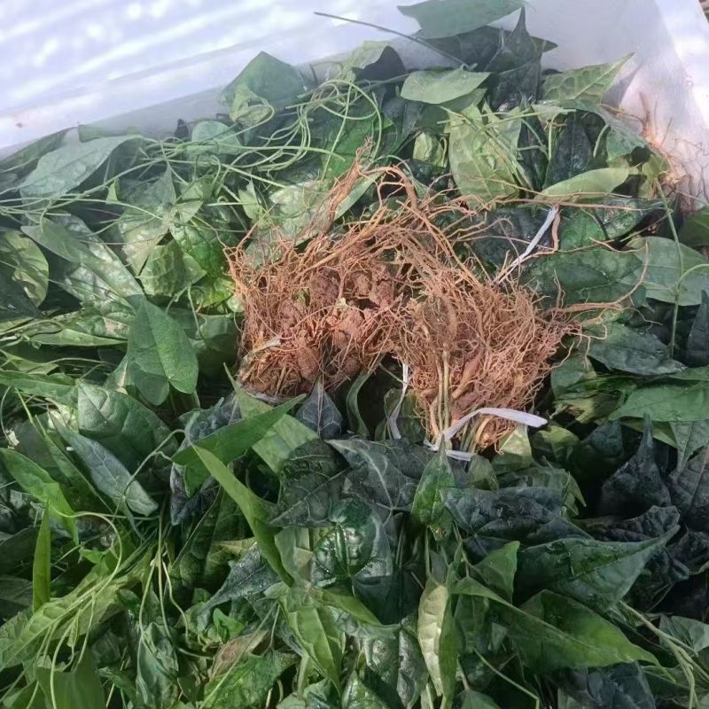 金果榄苗地苦胆苗特色绿植金果榄种植盆栽改良品种金果榄绿植