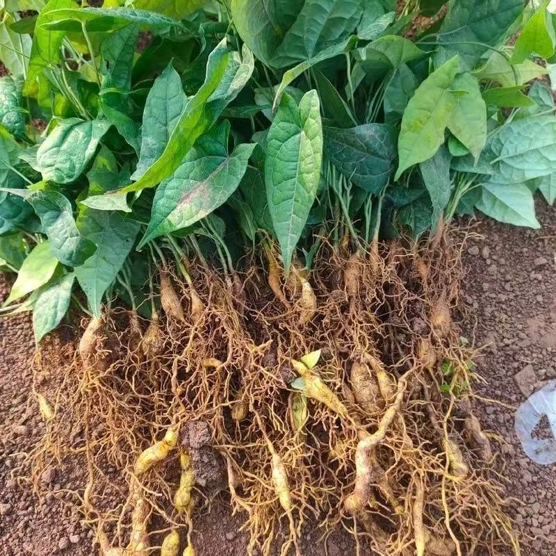 金果榄苗地苦胆苗特色绿植金果榄种植盆栽改良品种金果榄绿植