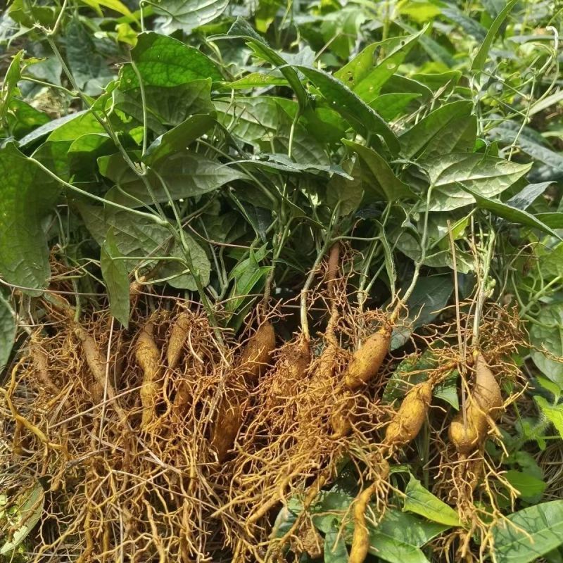 金果榄苗地苦胆苗特色绿植金果榄种植盆栽改良品种金果榄绿植