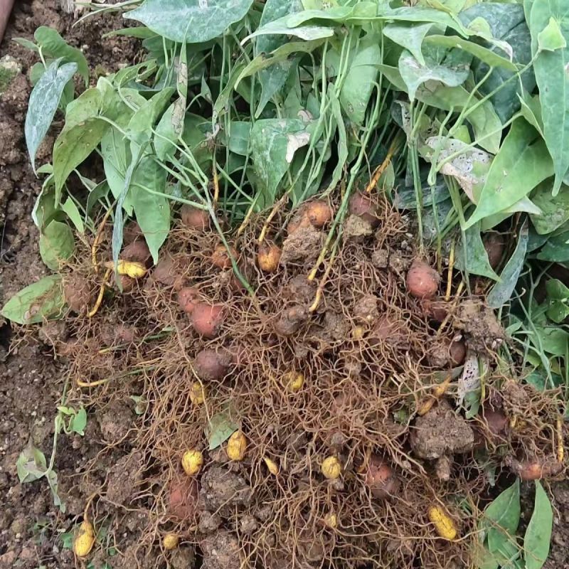 金果榄苗地苦胆苗特色绿植金果榄种植盆栽改良品种金果榄绿植
