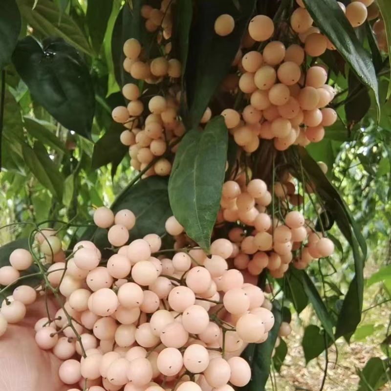金果榄苗地苦胆苗特色绿植金果榄种植盆栽改良品种金果榄绿植