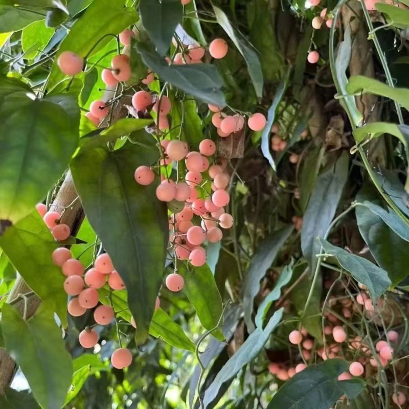 金果榄苗地苦胆苗特色绿植金果榄种植盆栽改良品种金果榄绿植