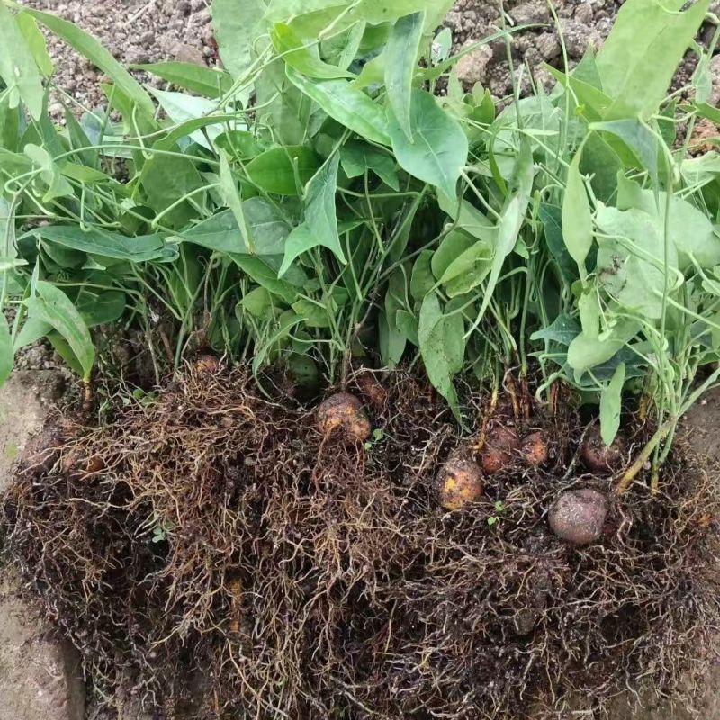 金果榄苗地苦胆苗特色绿植金果榄种植盆栽改良品种金果榄绿植