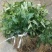 金果榄苗地苦胆苗特色绿植金果榄种植盆栽改良品种金果榄绿植