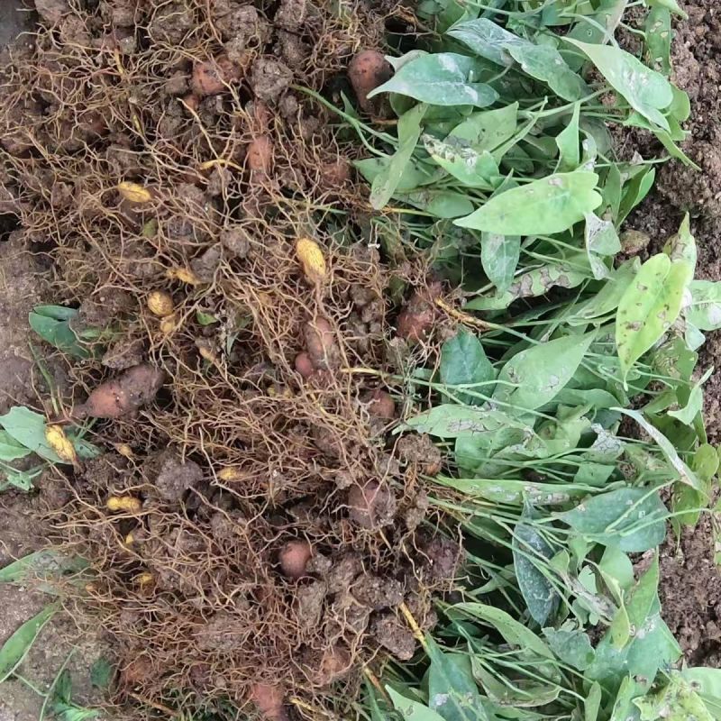 金果榄苗地苦胆苗特色绿植金果榄种植盆栽改良品种金果榄绿植
