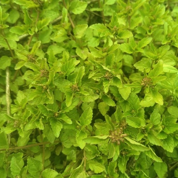 风轮菜又名：蜂窝草、节节草、苦地胆、熊胆草、九层塔、落