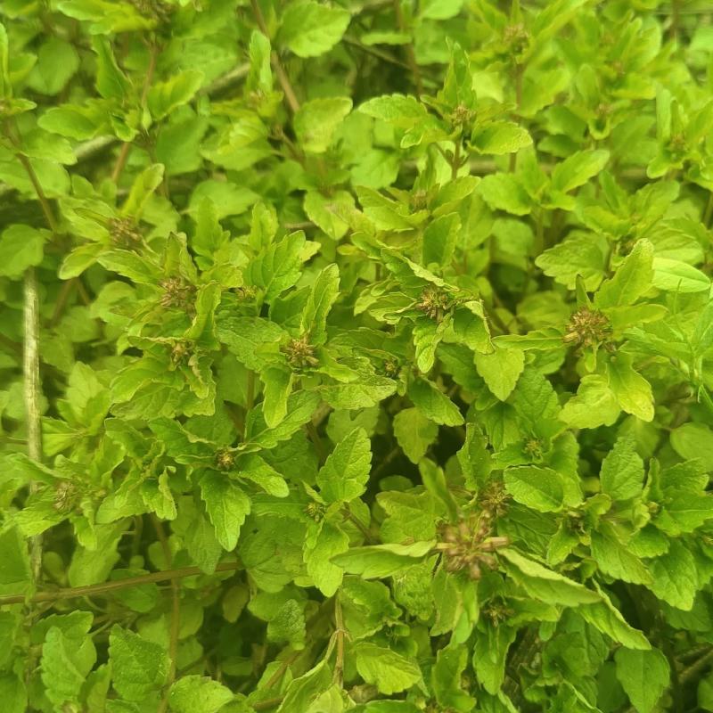 风轮菜又名：蜂窝草、节节草、苦地胆、熊胆草、九层塔、落