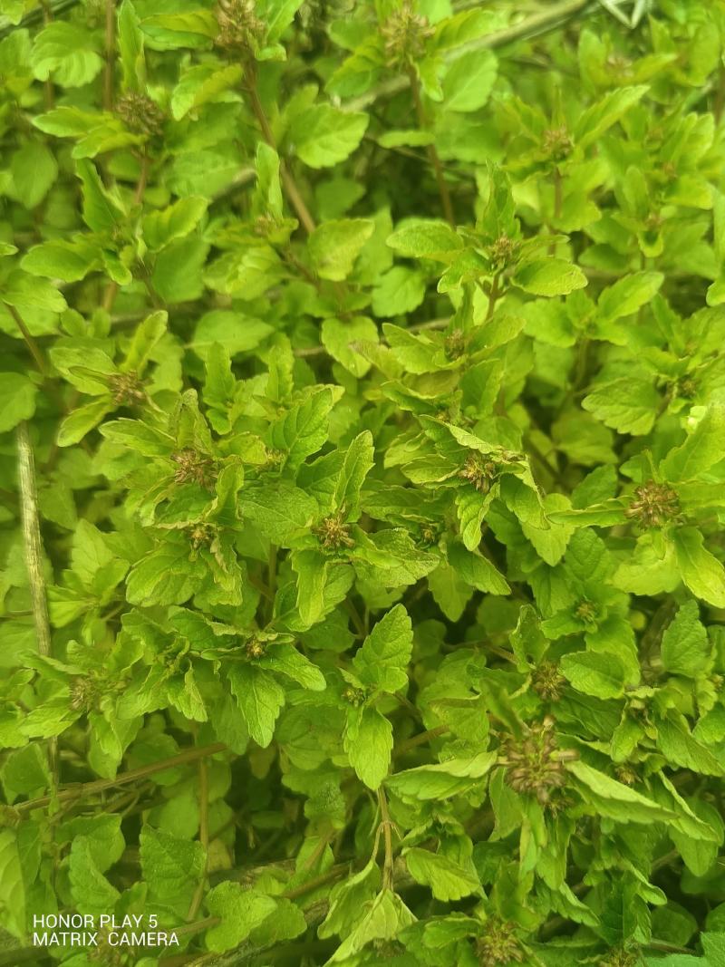 风轮菜又名：蜂窝草、节节草、苦地胆、熊胆草、九层塔、落