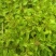 风轮菜又名：蜂窝草、节节草、苦地胆、熊胆草、九层塔、落