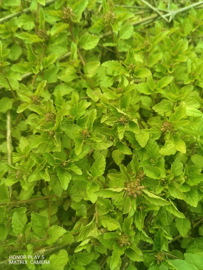 风轮菜又名：蜂窝草、节节草、苦地胆、熊胆草、九层塔、落
