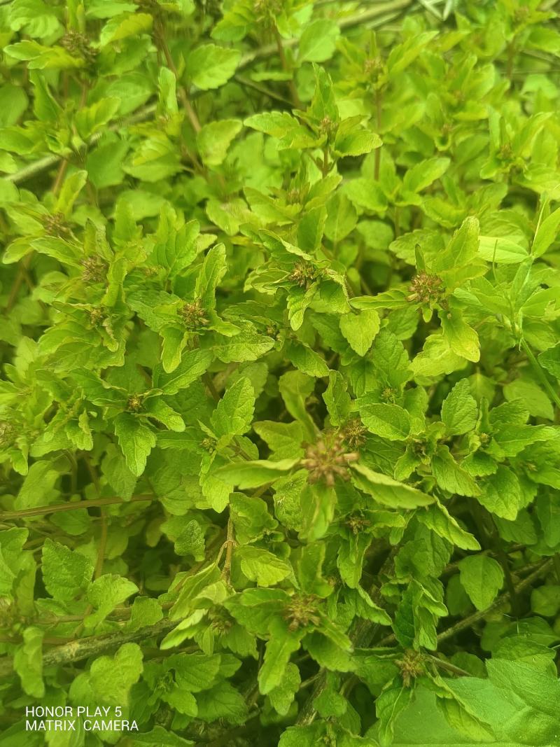 风轮菜又名：蜂窝草、节节草、苦地胆、熊胆草、九层塔、落