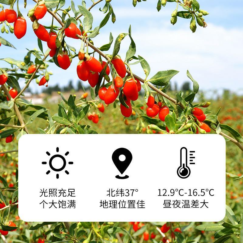 新货宁夏枸杞子产地货源枸杞大颗粒枸杞散货大枸杞一