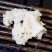 绣球菌