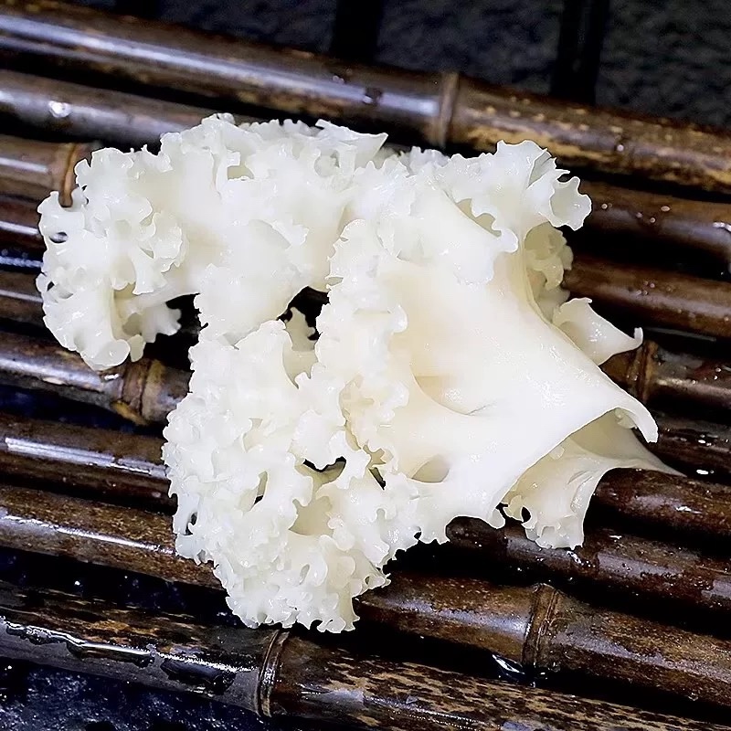 绣球菌