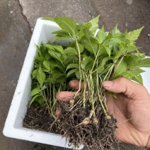 野生中药材竹节参种苗白三七滋补药多年生耐寒观赏植物庭院盆