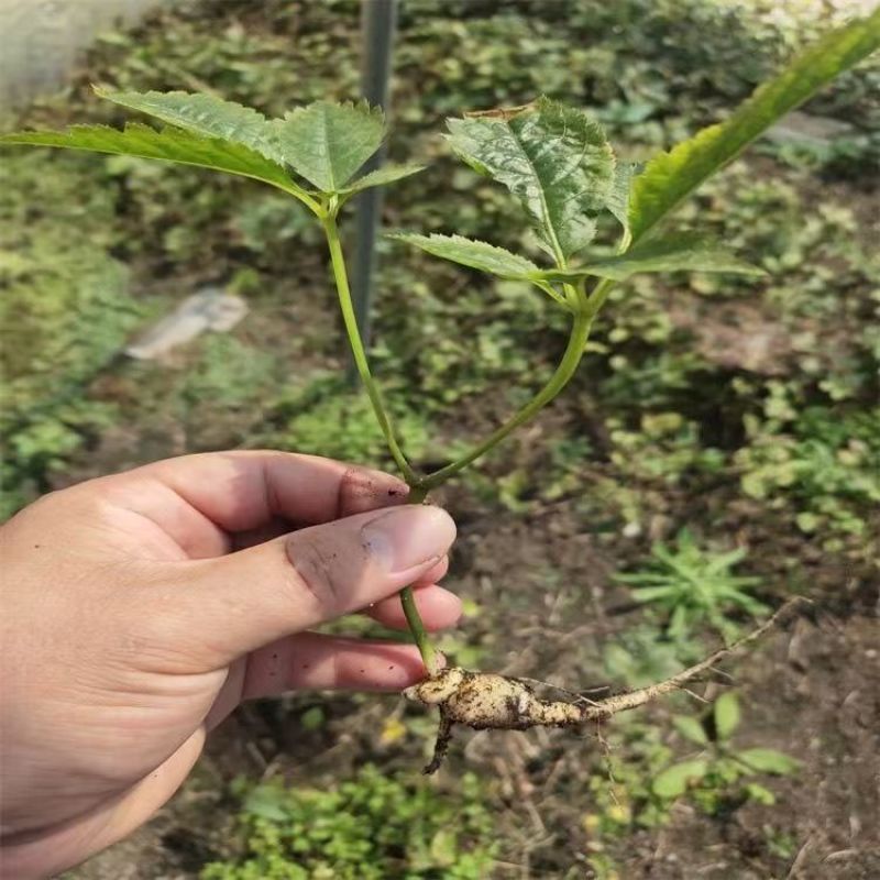 野生中药材竹节参种苗白三七滋补药多年生耐寒观赏植物庭院盆