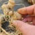 野生中药材竹节参种苗白三七滋补药多年生耐寒观赏植物庭院盆