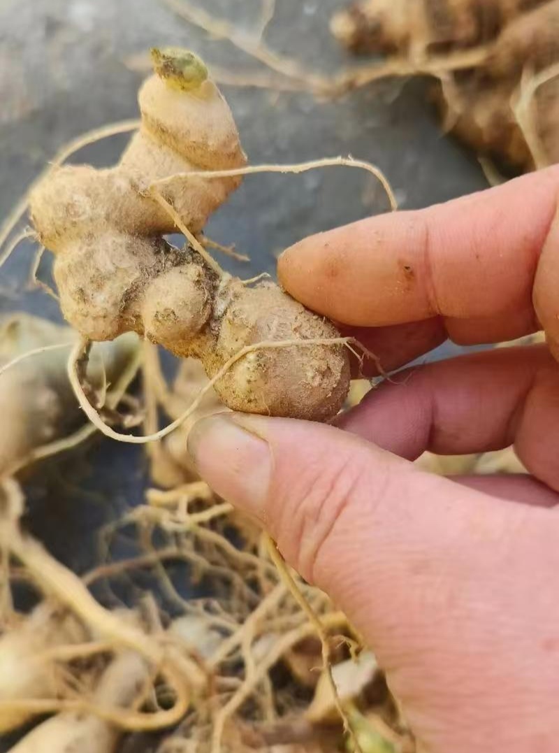 野生中药材竹节参种苗白三七滋补药多年生耐寒观赏植物庭院盆
