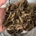 野生中药材竹节参种苗白三七滋补药多年生耐寒观赏植物庭院盆