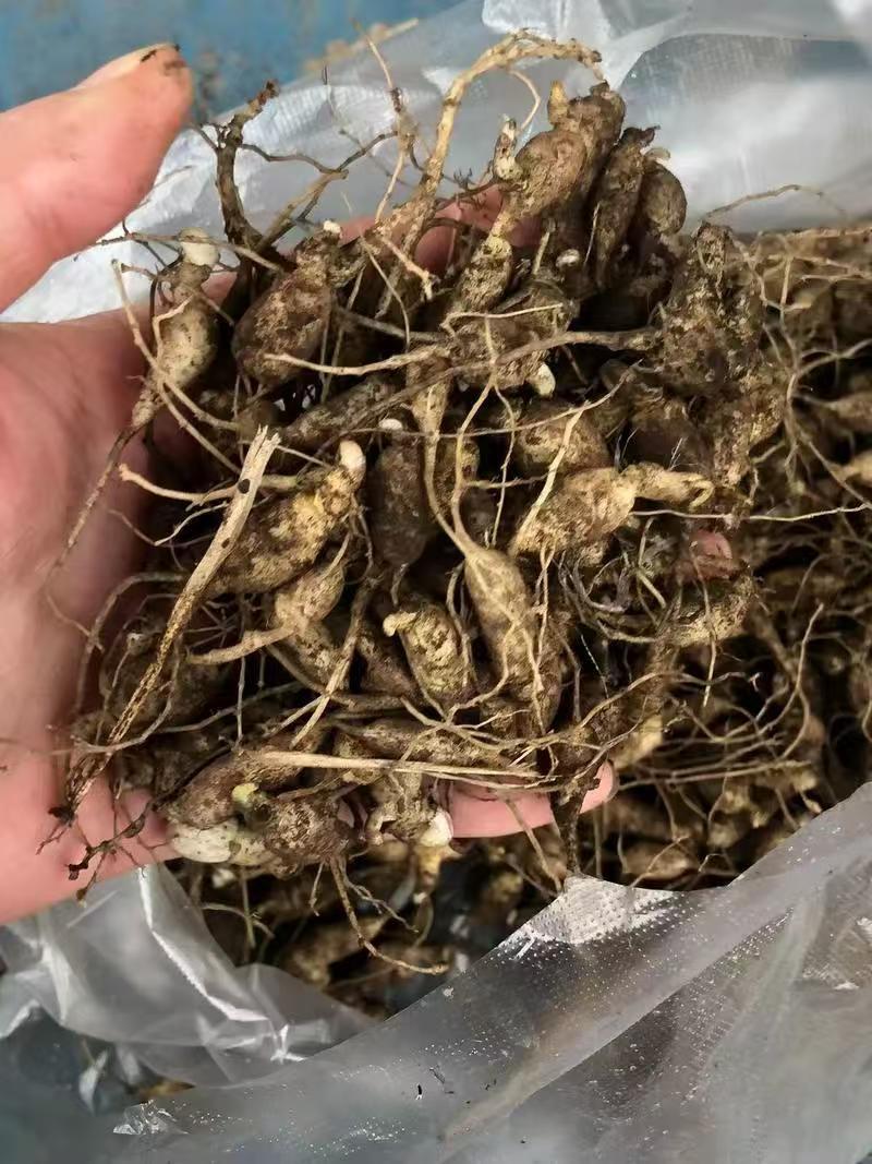 野生中药材竹节参种苗白三七滋补药多年生耐寒观赏植物庭院盆