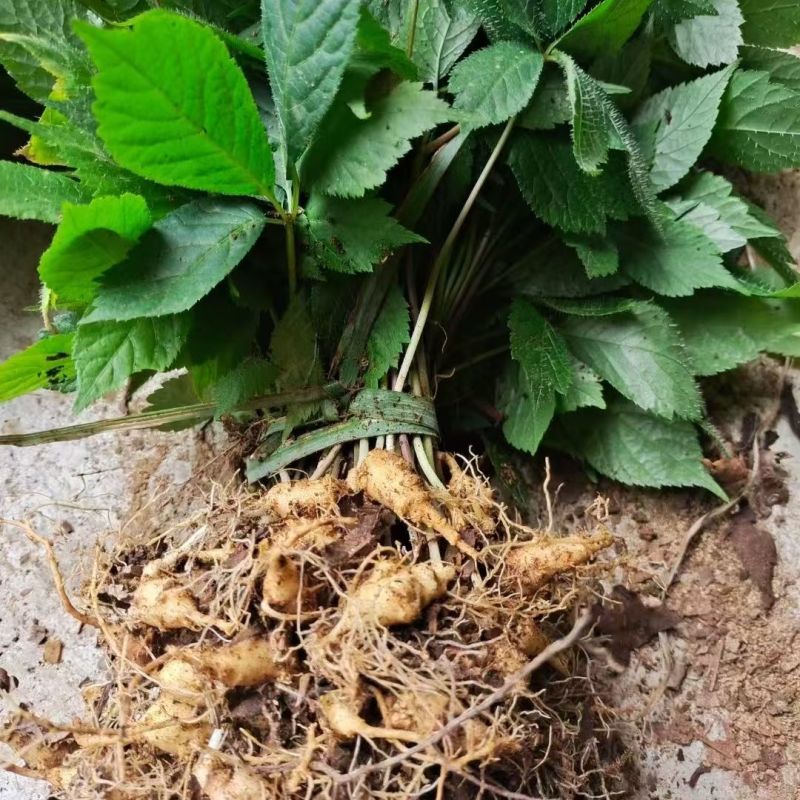 野生中药材竹节参种苗白三七滋补药多年生耐寒观赏植物庭院盆