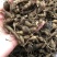 野生中药材竹节参种苗白三七滋补药多年生耐寒观赏植物庭院盆