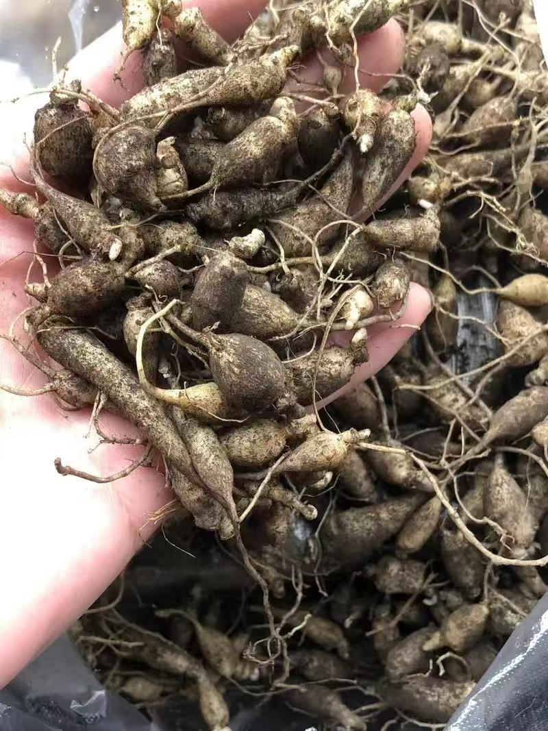 野生中药材竹节参种苗白三七滋补药多年生耐寒观赏植物庭院盆