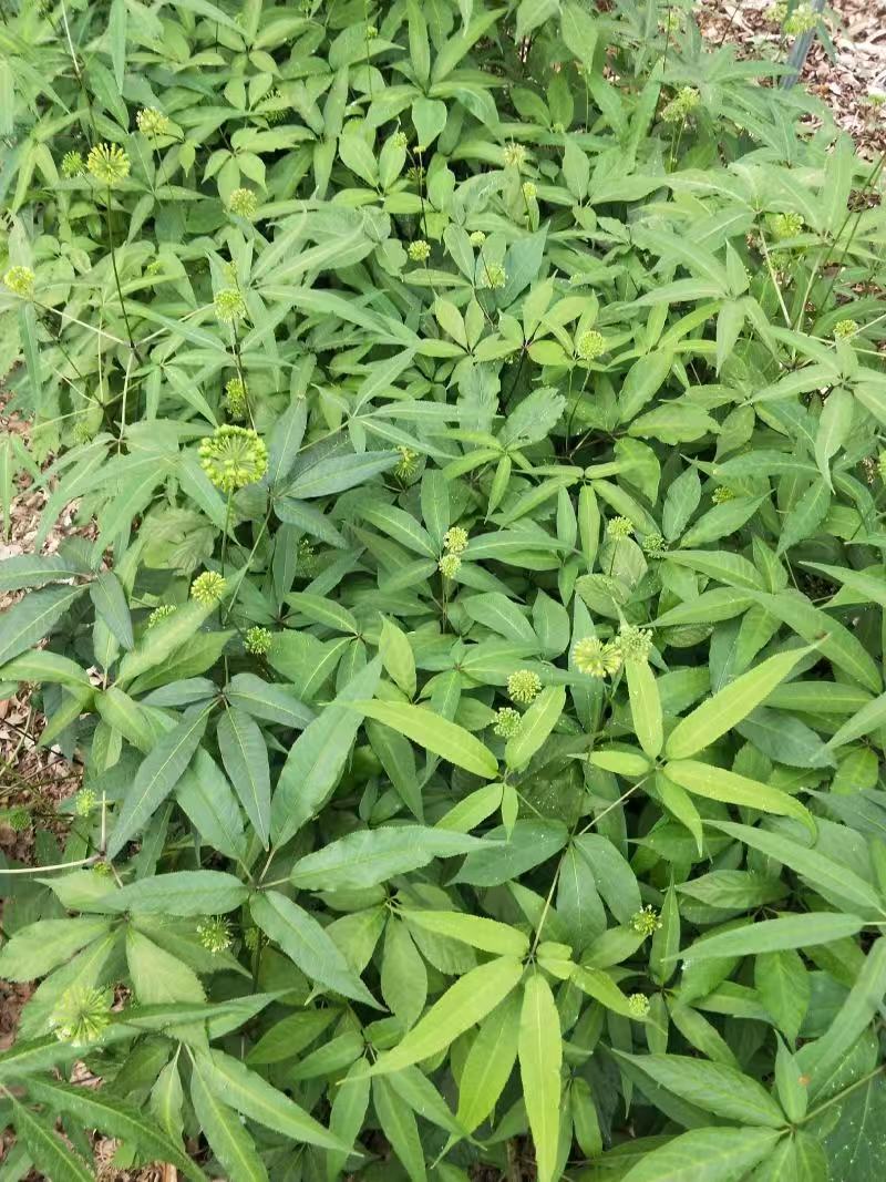 野生中药材竹节参种苗白三七滋补药多年生耐寒观赏植物庭院盆